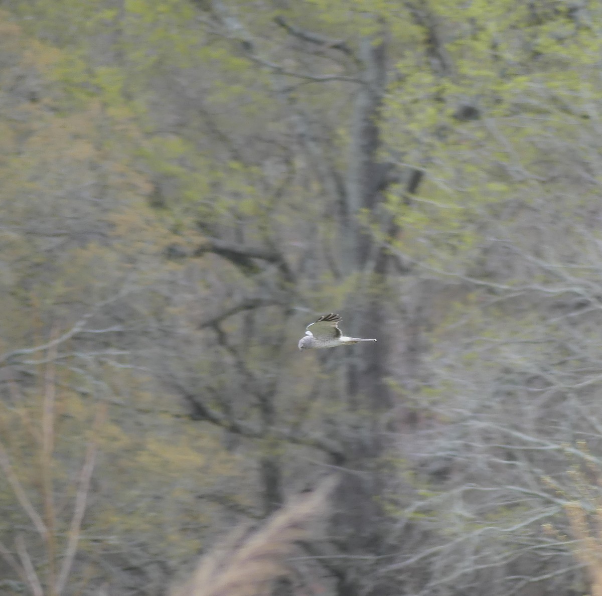 Northern Harrier - ML616529478