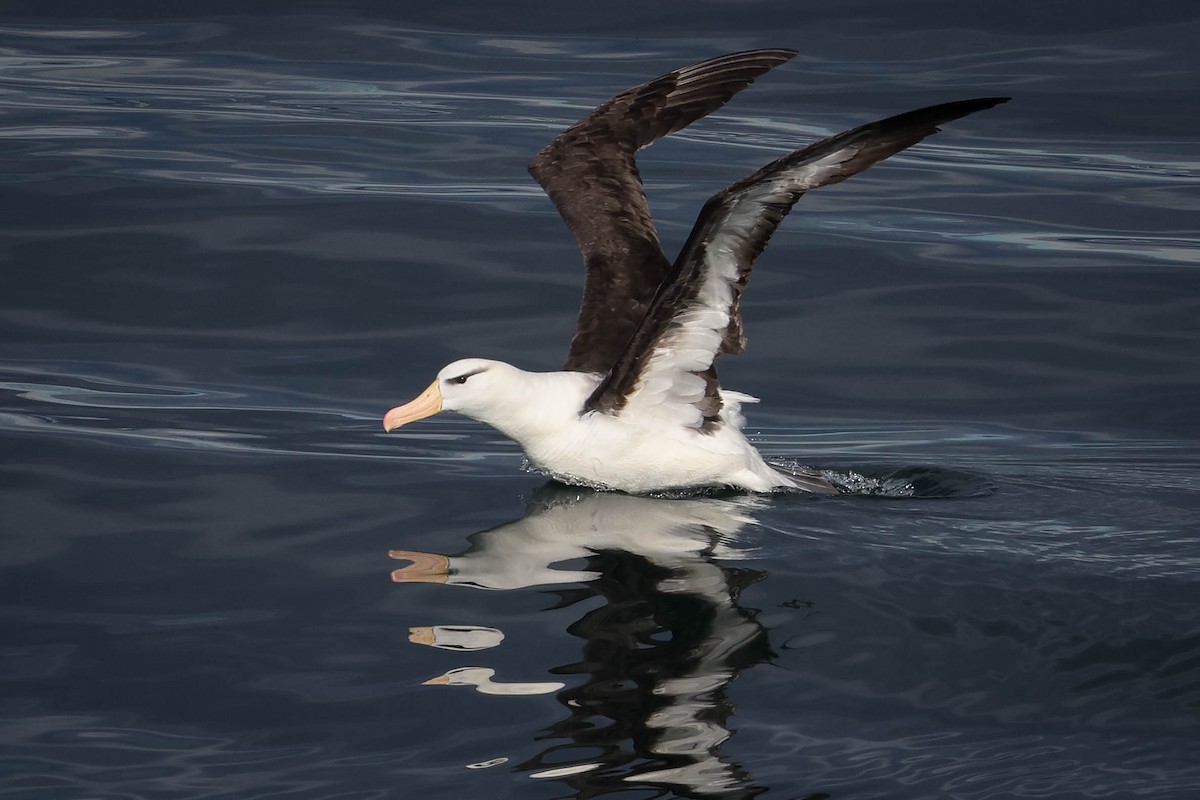 albatros černobrvý - ML616529485