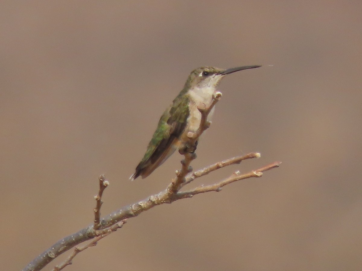 Ruby-throated Hummingbird - ML616529489