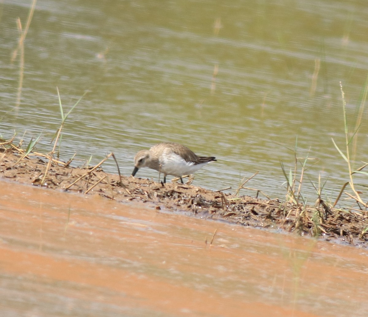 Dunlin - ML616529521