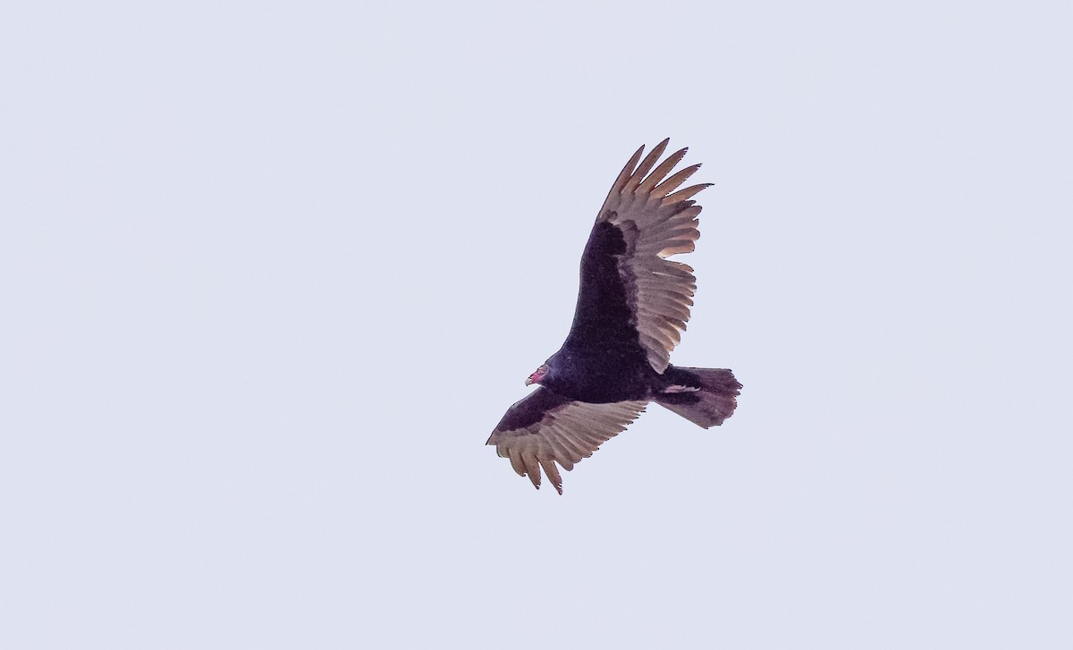 Turkey Vulture - ML616529535