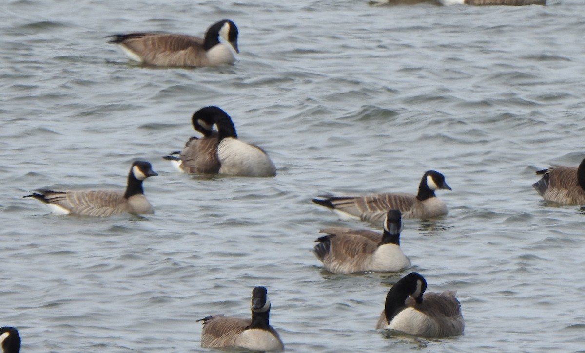 Cackling Goose - Jean Lemoyne