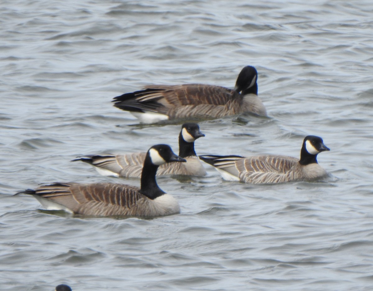 Cackling Goose - Jean Lemoyne