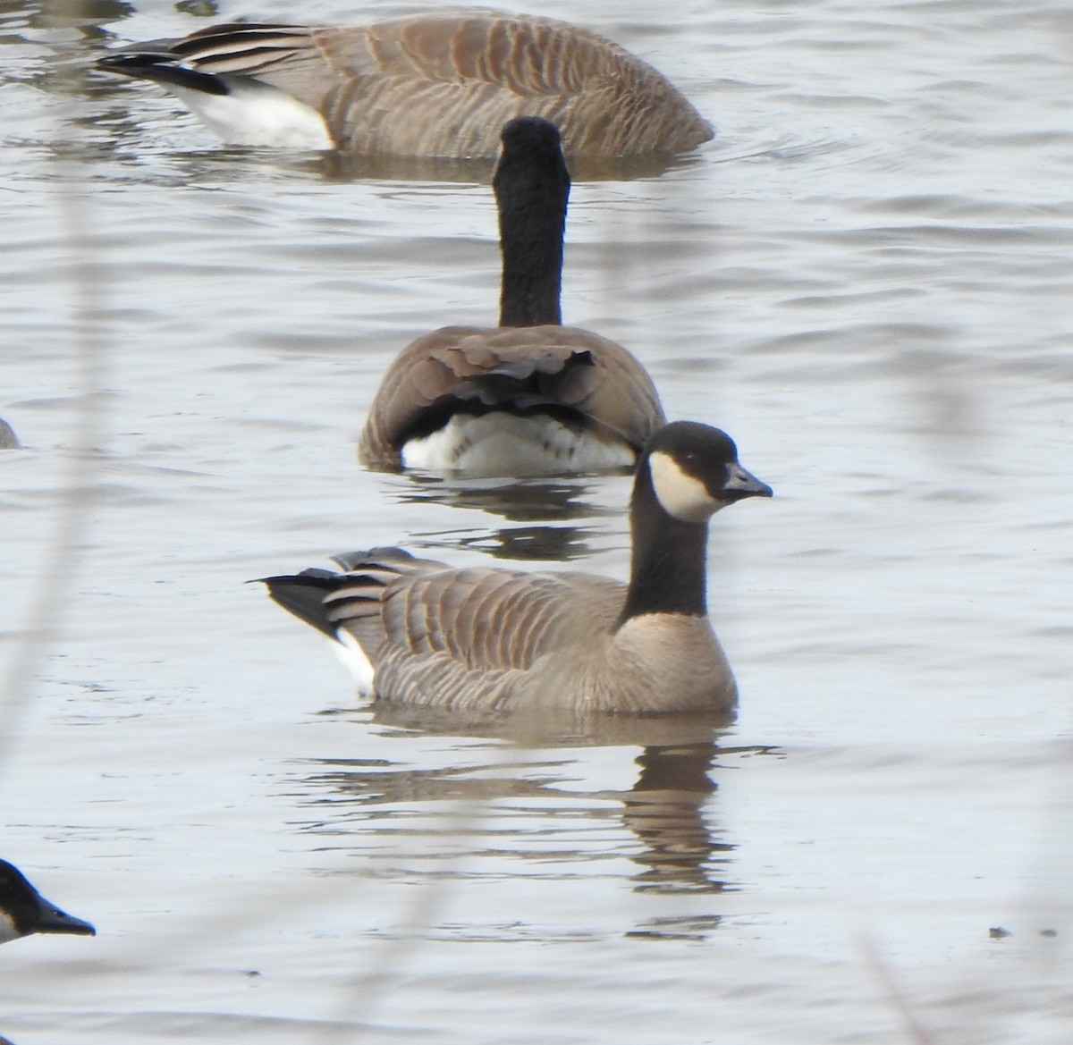 Cackling Goose - ML616529603