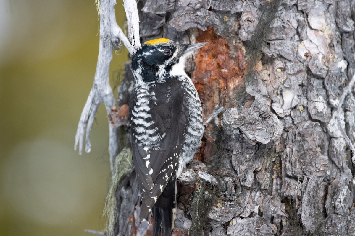 American Three-toed Woodpecker - ML616529628