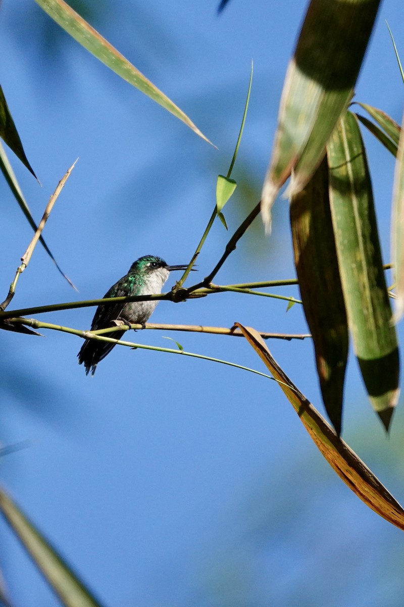 Puerto Rican Emerald - Michel Robert