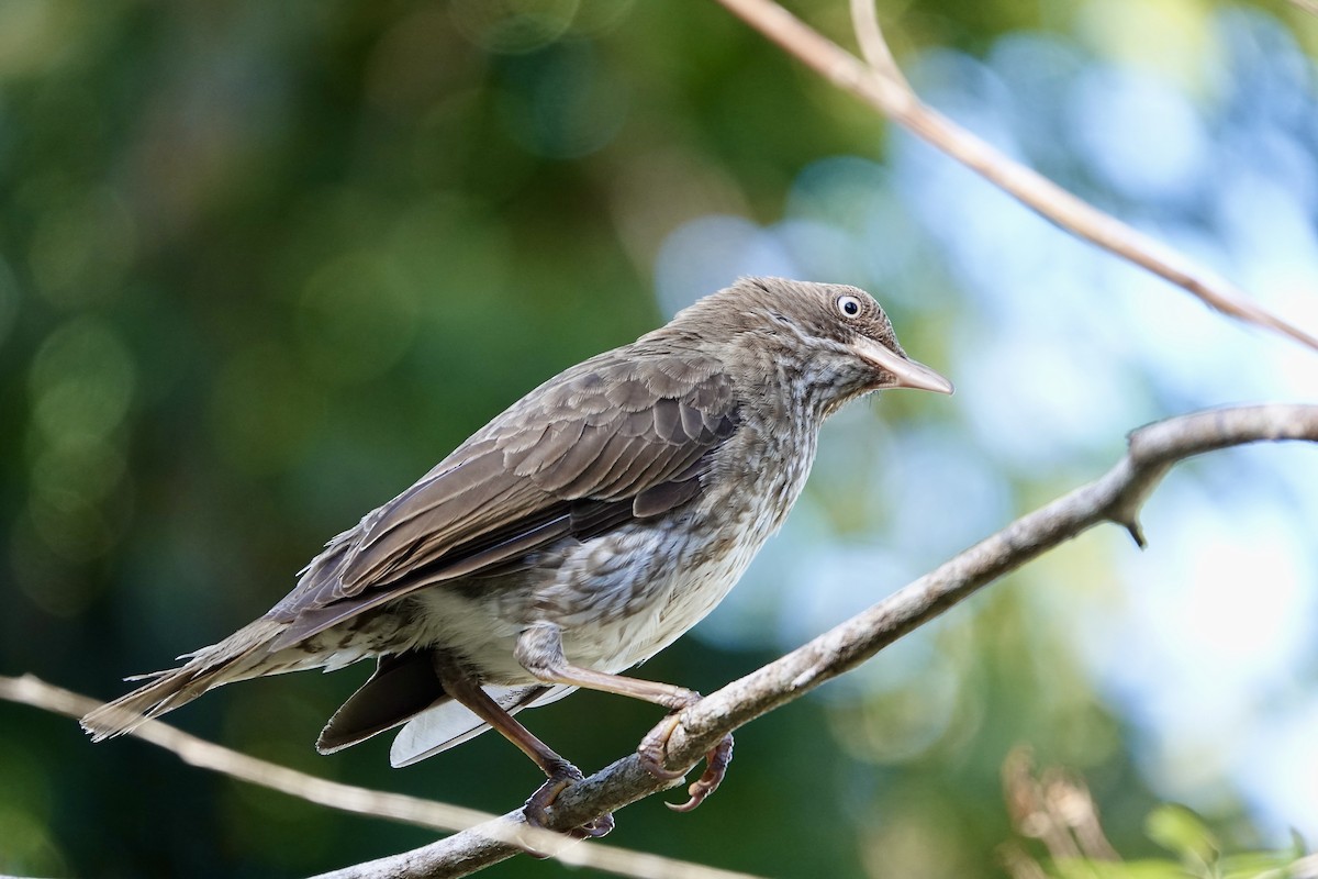 Pearly-eyed Thrasher - Michel Robert