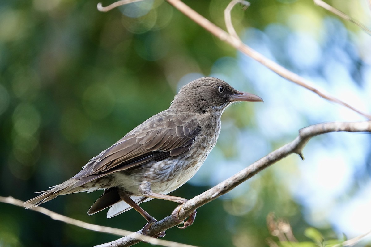 Pearly-eyed Thrasher - Michel Robert