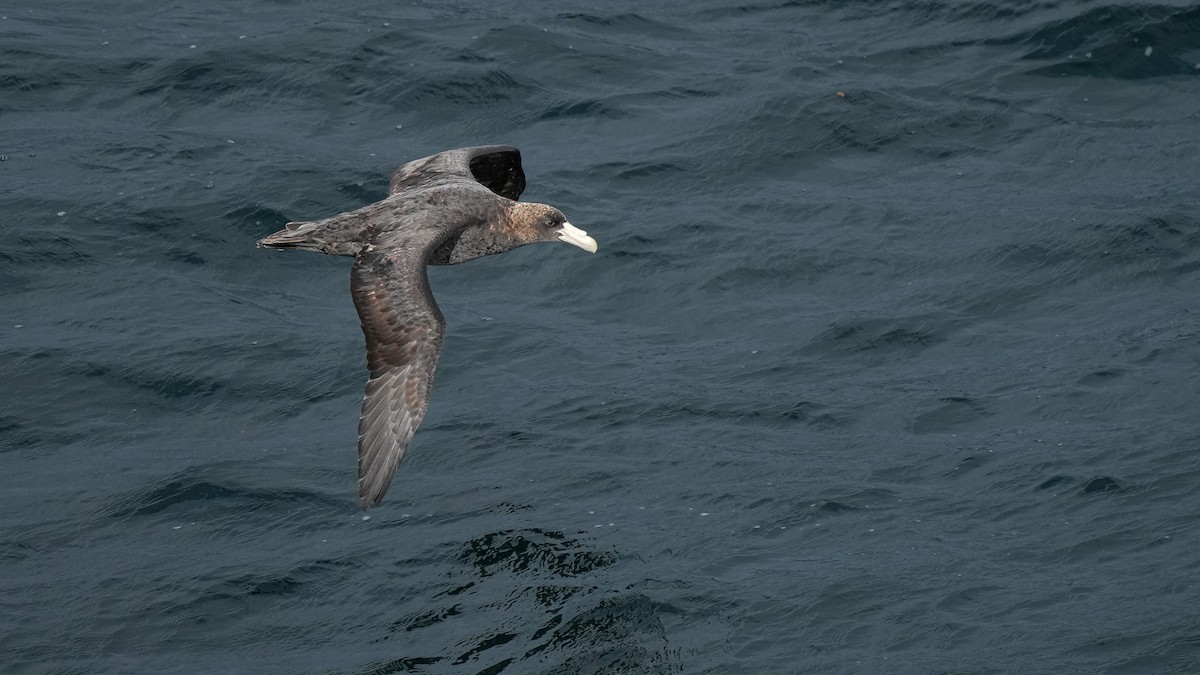 Southern Giant-Petrel - ML616529720