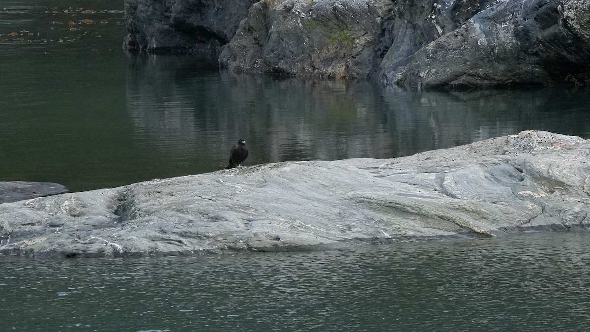 Striated Caracara - Brendan Murtha