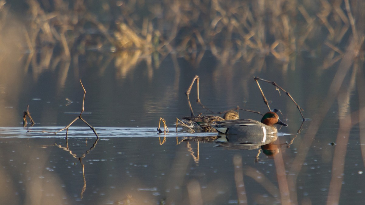 Green-winged Teal - Patrick Robinson