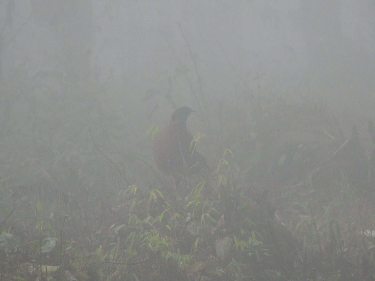 Tragopan satyre - ML616529772