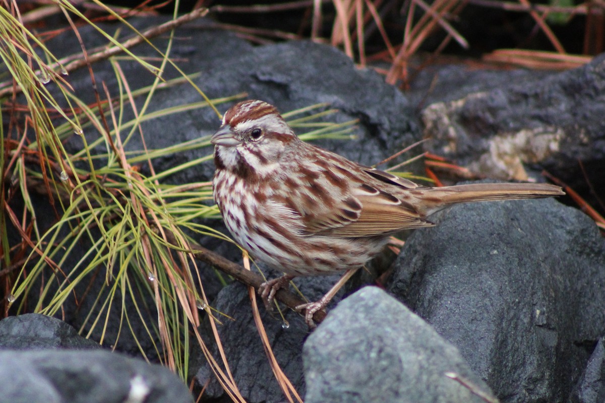 Song Sparrow - Kevin Markham