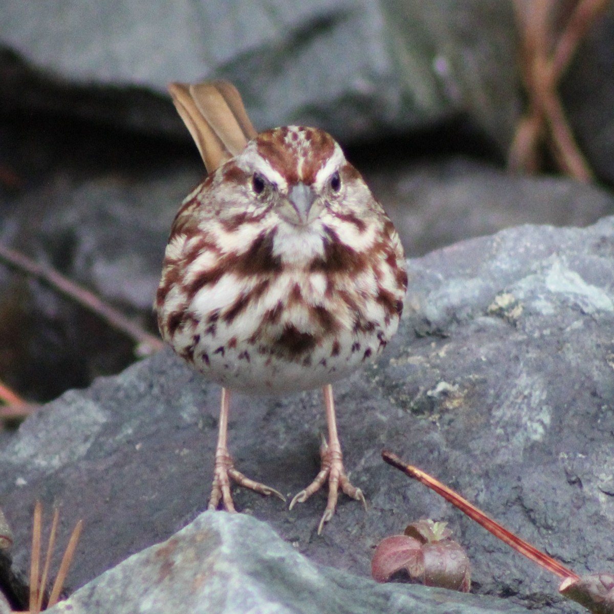 Song Sparrow - ML616529789