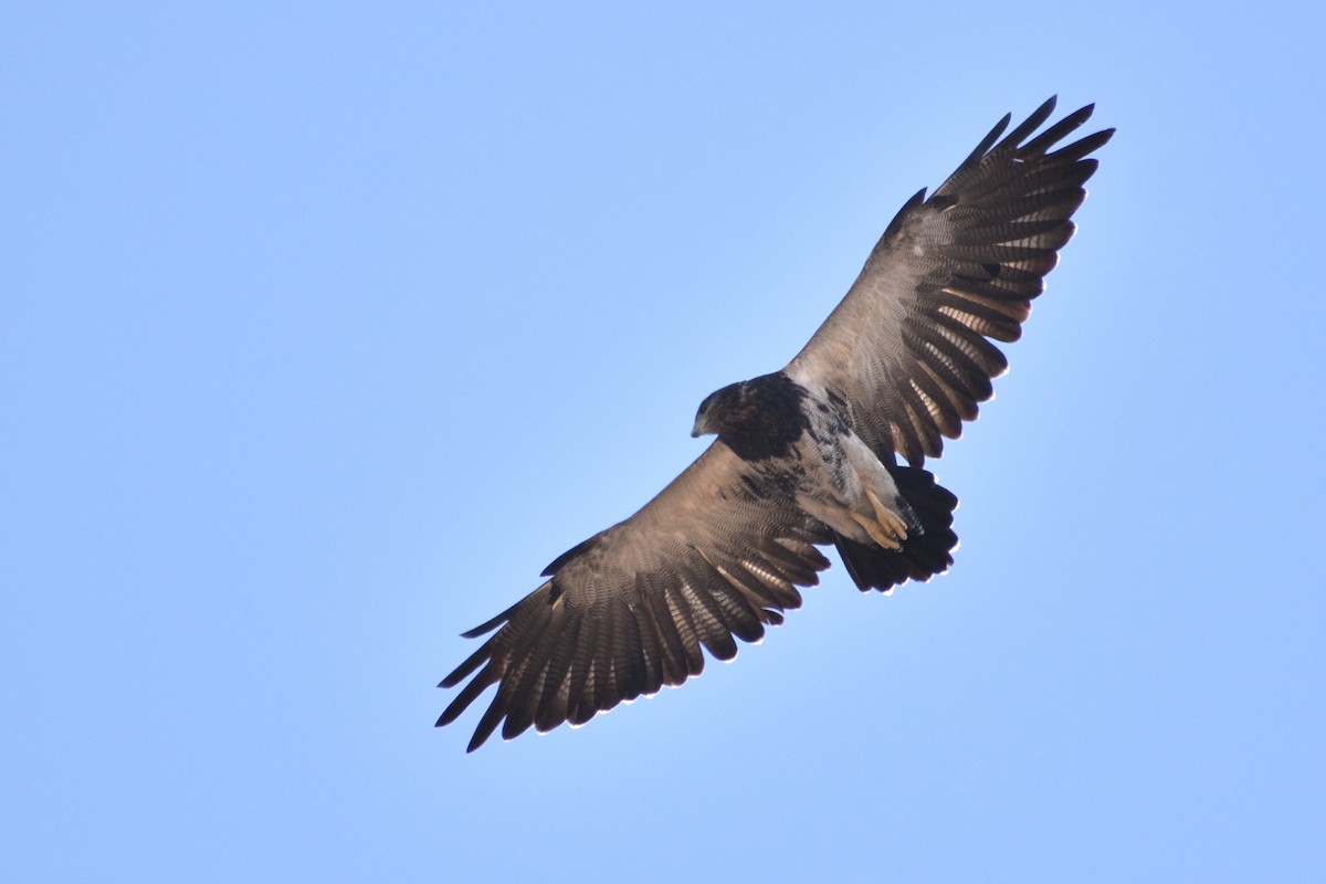 Black-chested Buzzard-Eagle - ML616529805