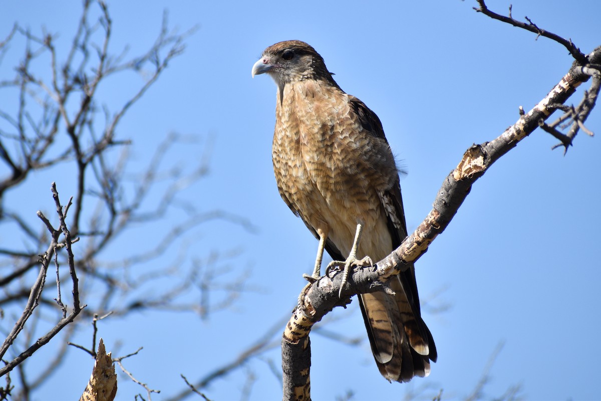 Chimango Caracara - ML616529812