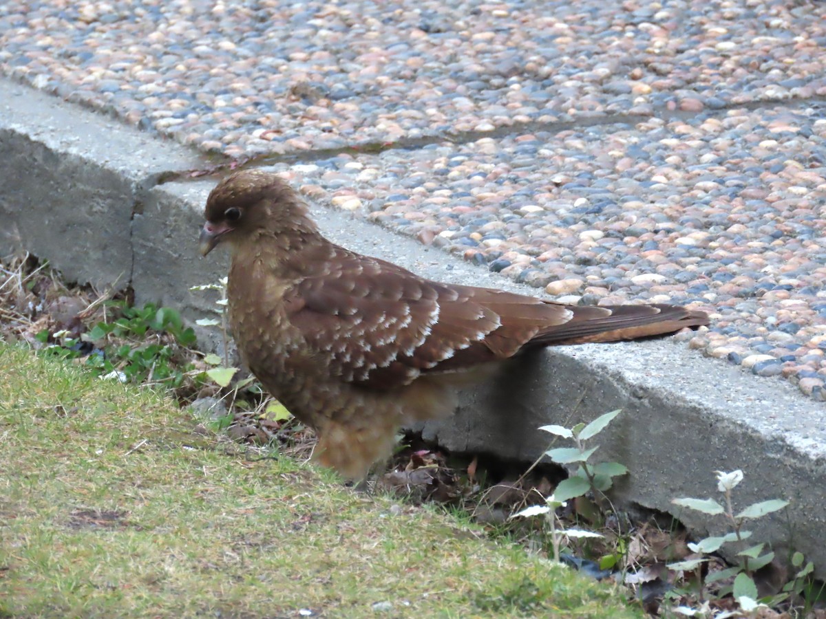 Chimango Caracara - Ursula  Mitra