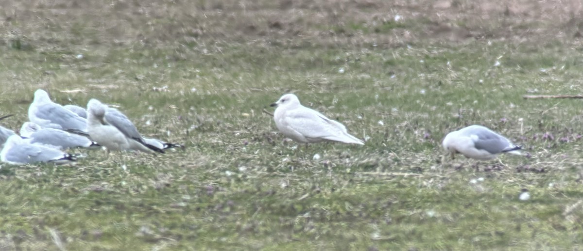 Iceland Gull - ML616529819