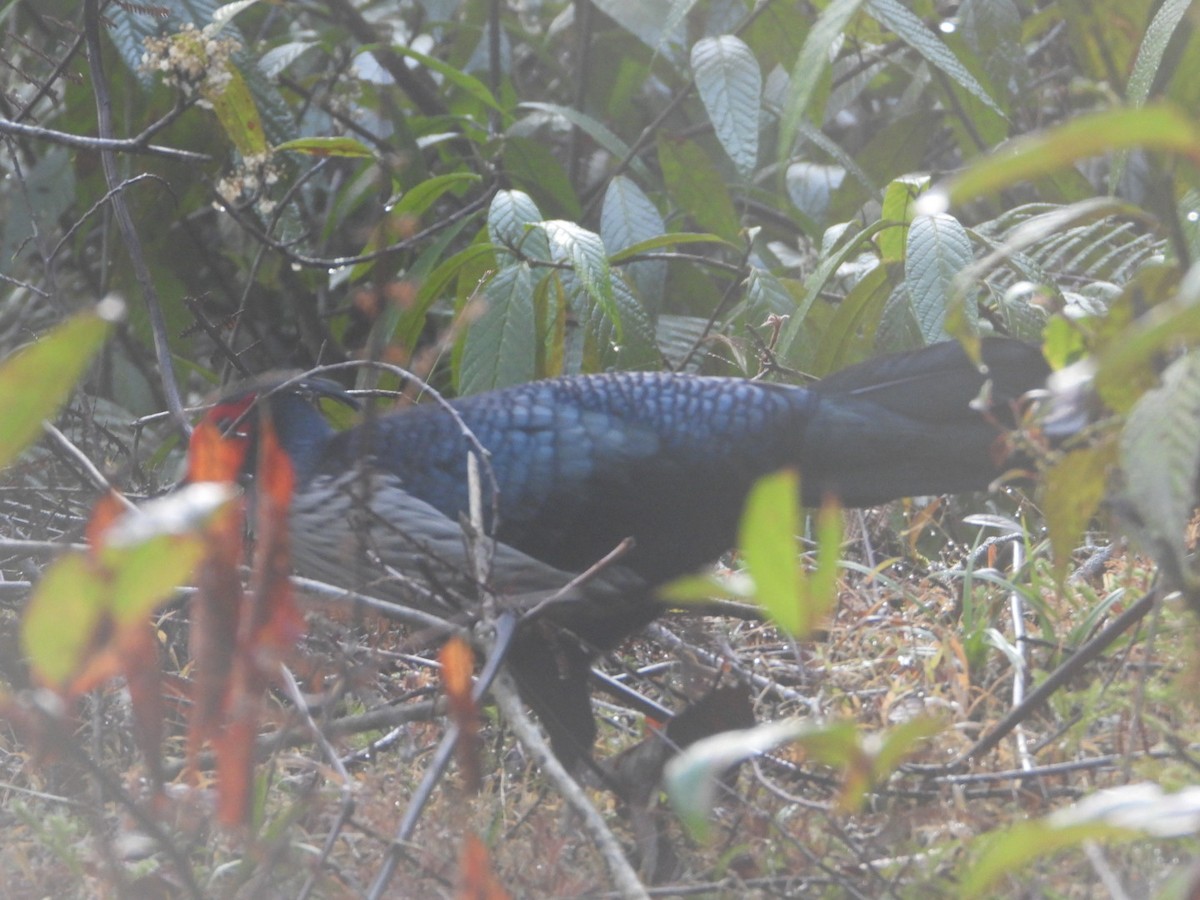 Kalij Pheasant - Chaiti Banerjee