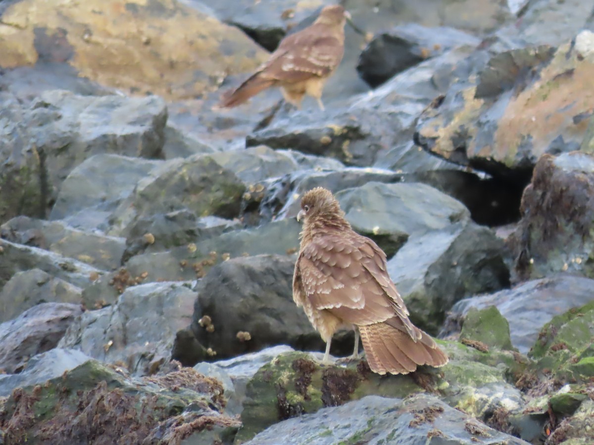 Caracara chimango - ML616529846