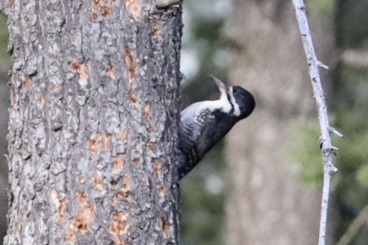 Black-backed Woodpecker - ML616529852