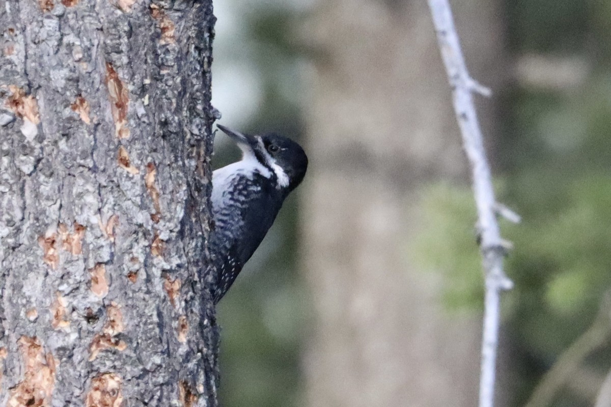 Black-backed Woodpecker - ML616529853