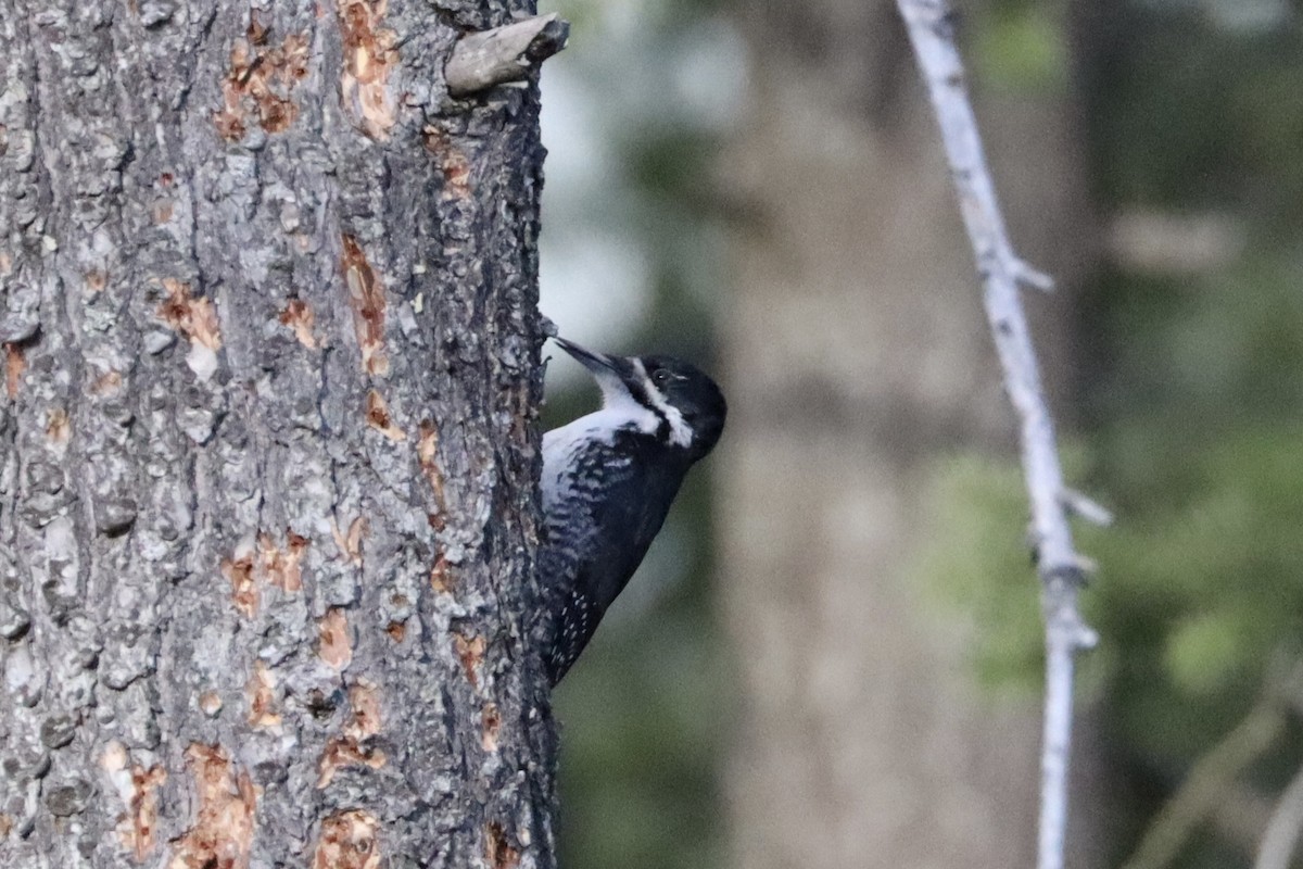 Black-backed Woodpecker - ML616529854