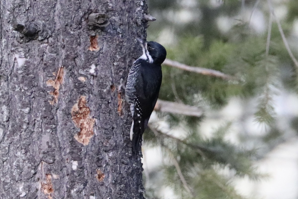 Black-backed Woodpecker - ML616529855