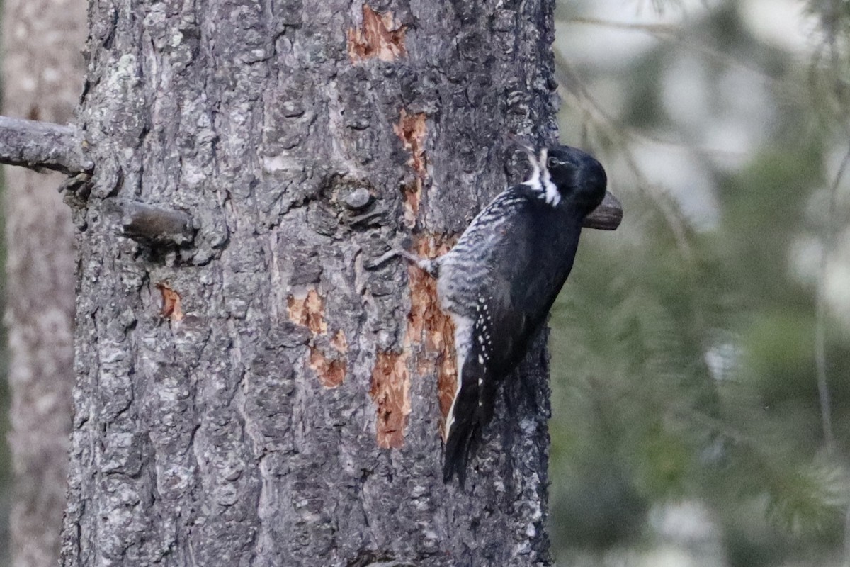 Black-backed Woodpecker - ML616529856