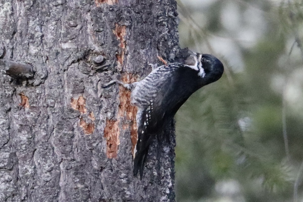 Black-backed Woodpecker - ML616529857