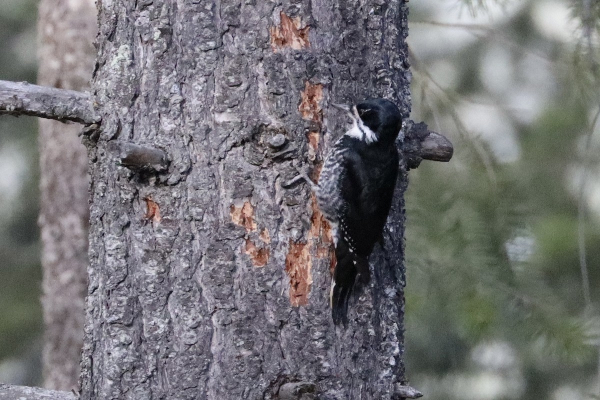 Black-backed Woodpecker - ML616529859