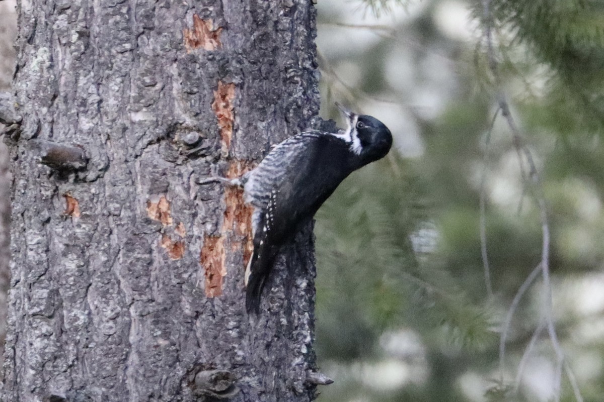 Black-backed Woodpecker - ML616529860