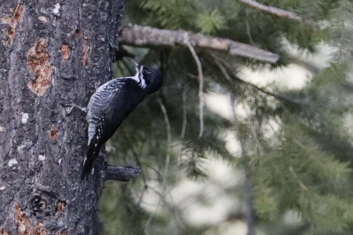 Black-backed Woodpecker - ML616529861