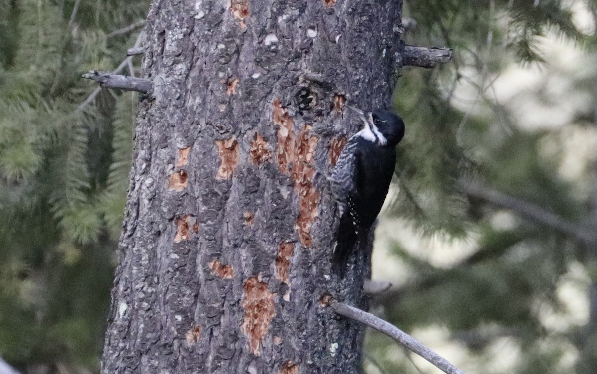 Black-backed Woodpecker - ML616529862