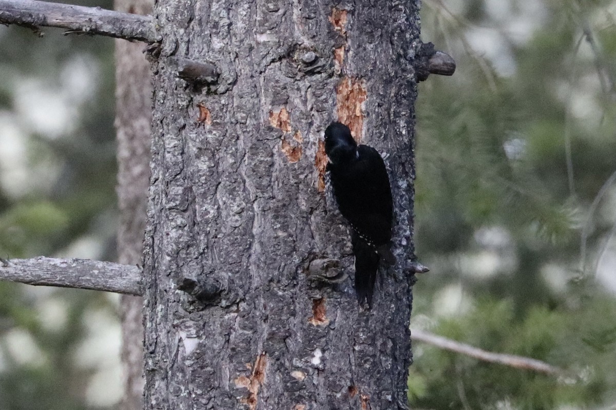 Black-backed Woodpecker - ML616529863