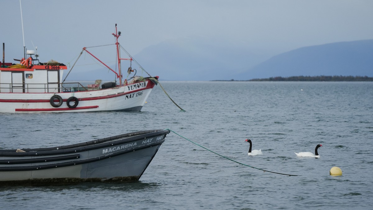 Black-necked Swan - ML616529912