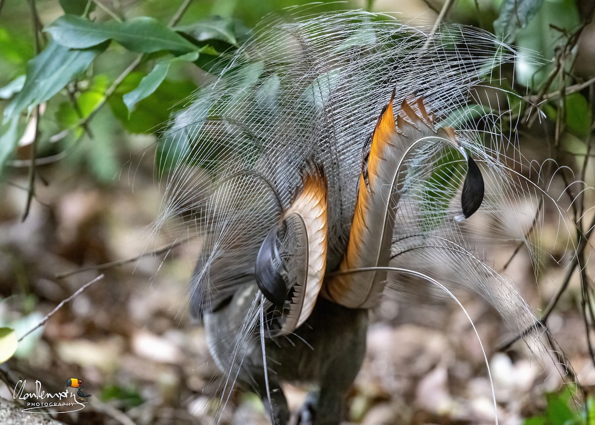 Superb Lyrebird - ML616529913