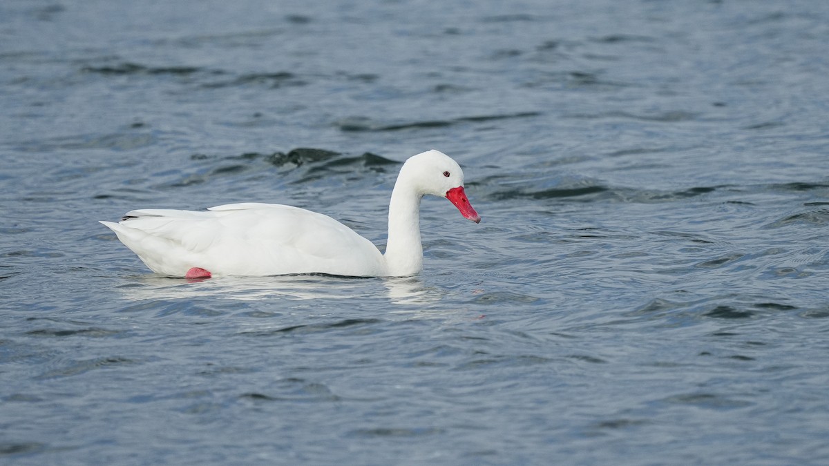 Coscoroba Swan - ML616529919