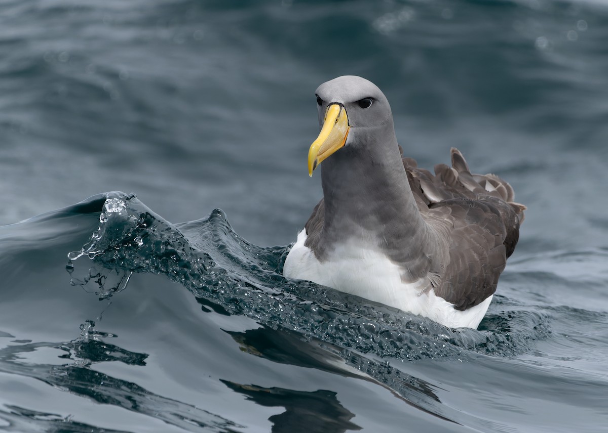 Chatham Albatross - ML616529921