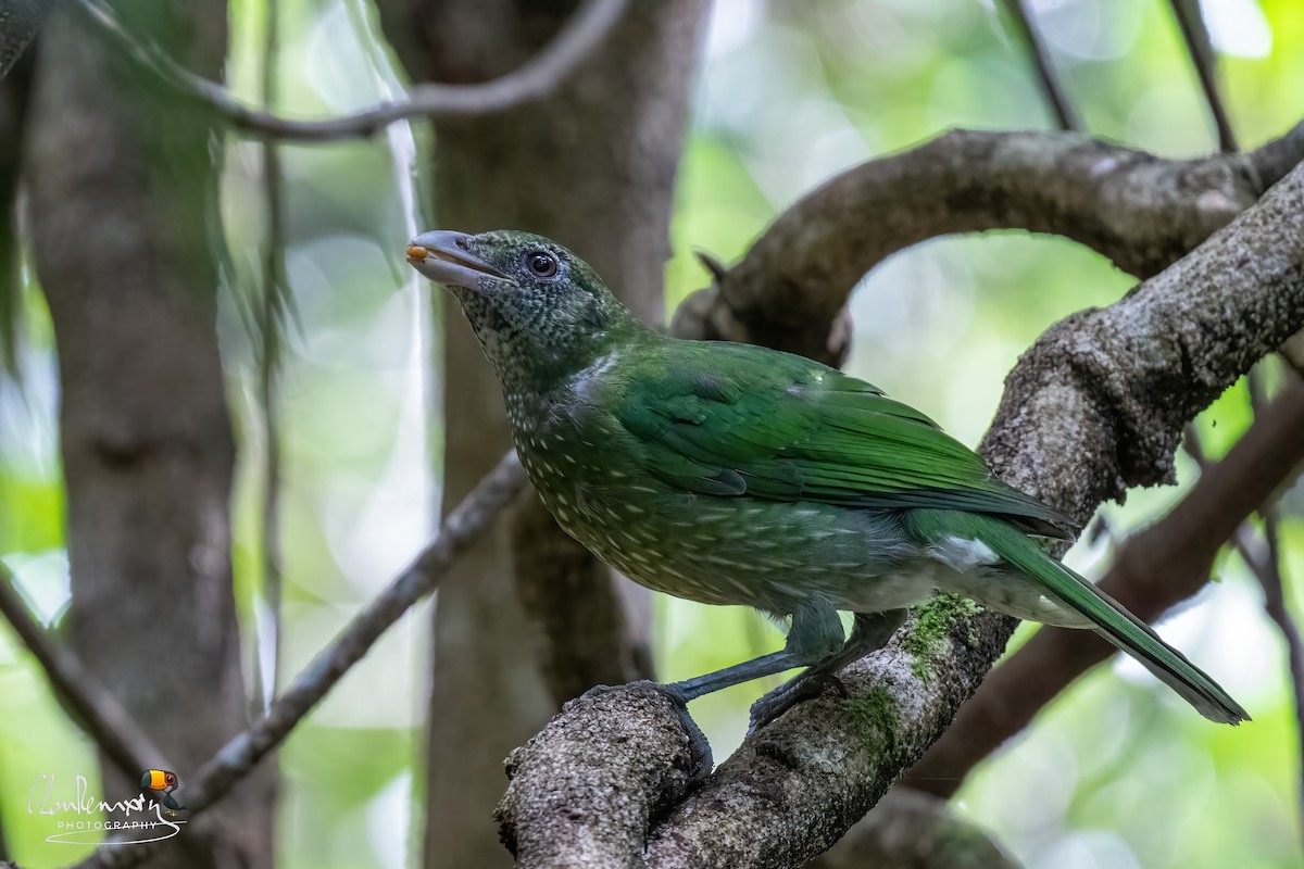 Green Catbird - ML616529922