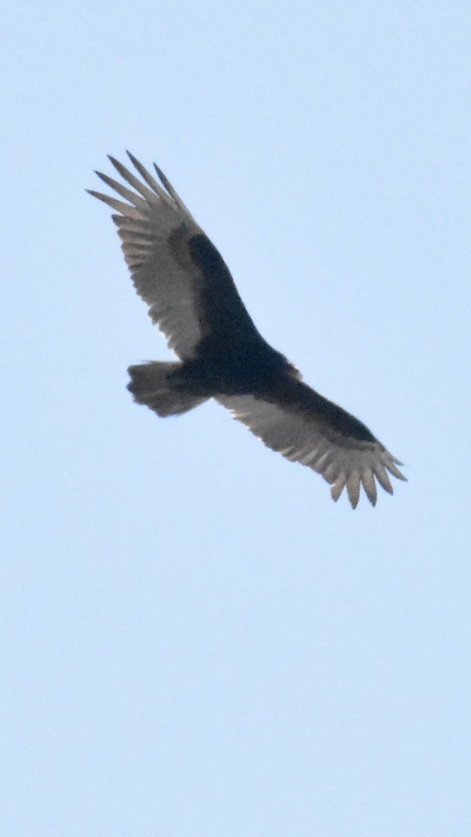 Turkey Vulture - ML616529939