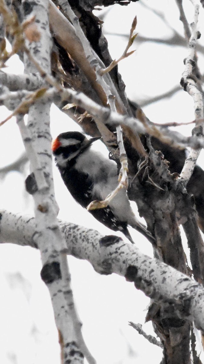 セジロコゲラ（leucurus／glacialis） - ML616529943