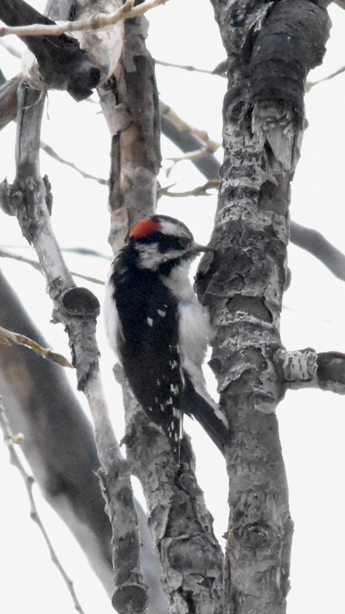 Downy Woodpecker (Rocky Mts.) - ML616529944