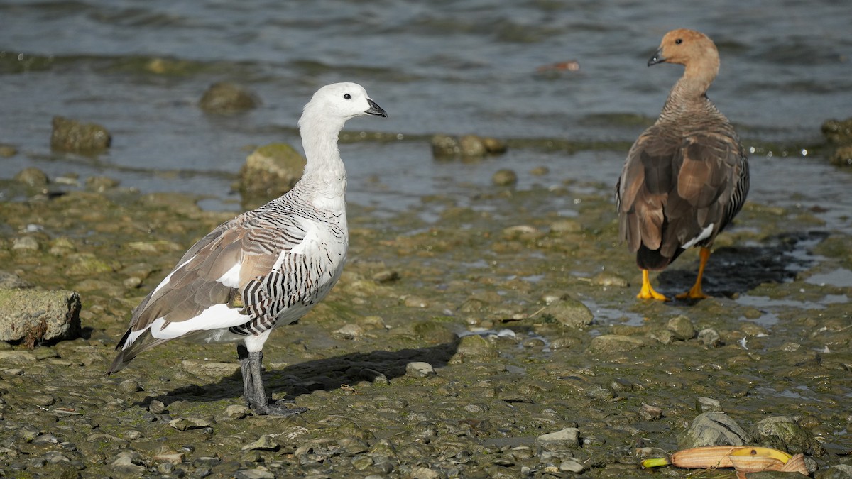 Upland Goose - ML616529952