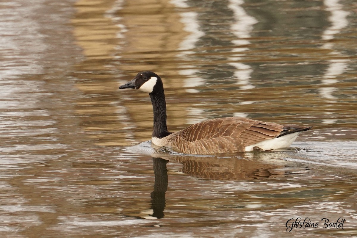 Canada Goose - Réal Boulet 🦆