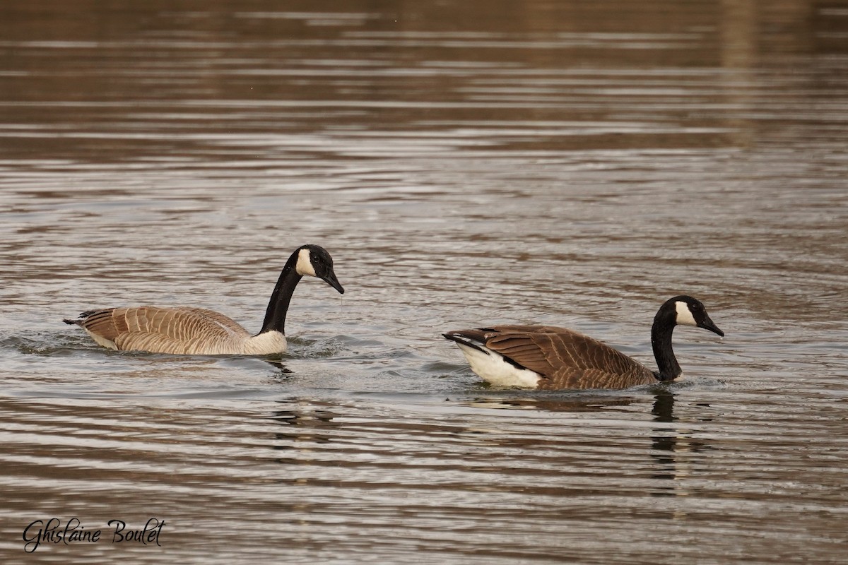 Canada Goose - Réal Boulet 🦆