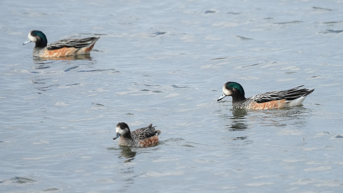 Chiloe Wigeon - ML616529962