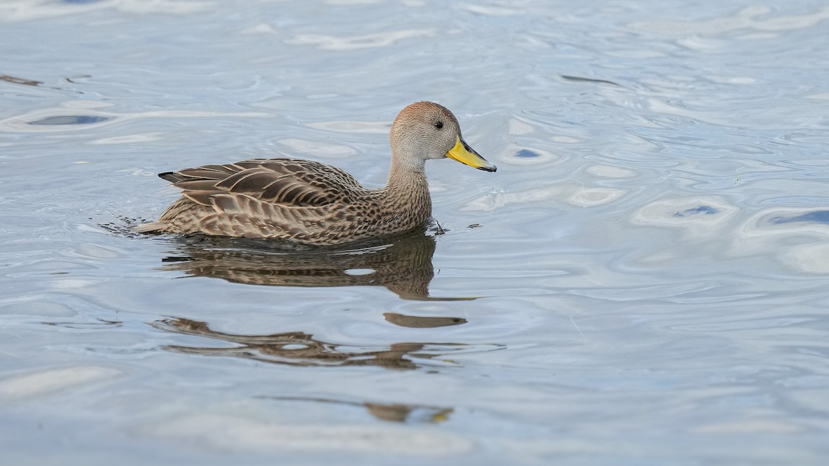 Yellow-billed Pintail (South American) - ML616529967