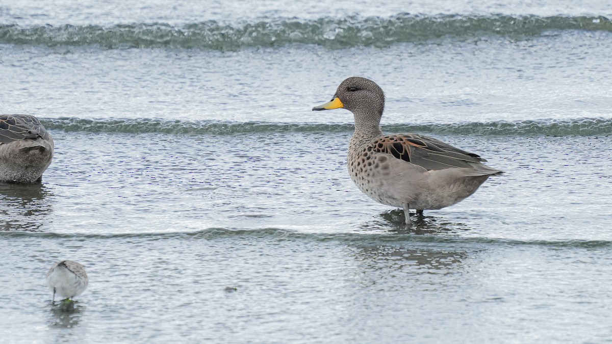 Yellow-billed Teal - ML616529972