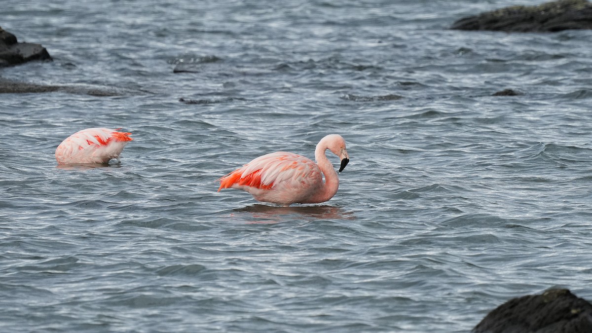 Chilean Flamingo - ML616529975